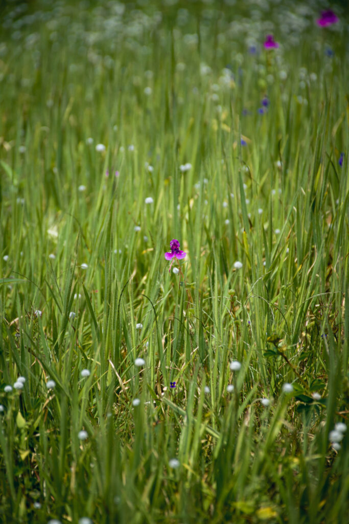Flowering at Kas plateau | Wandering Lens