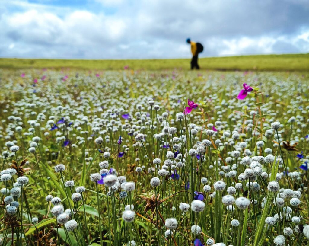 Read more about the article Kas Pathar: A Tour of Maharashtra’s Magical Valley of Flowers